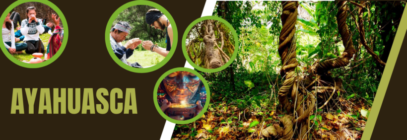 Experiencia con la Ayahuasca: Más Allá de la Leyenda